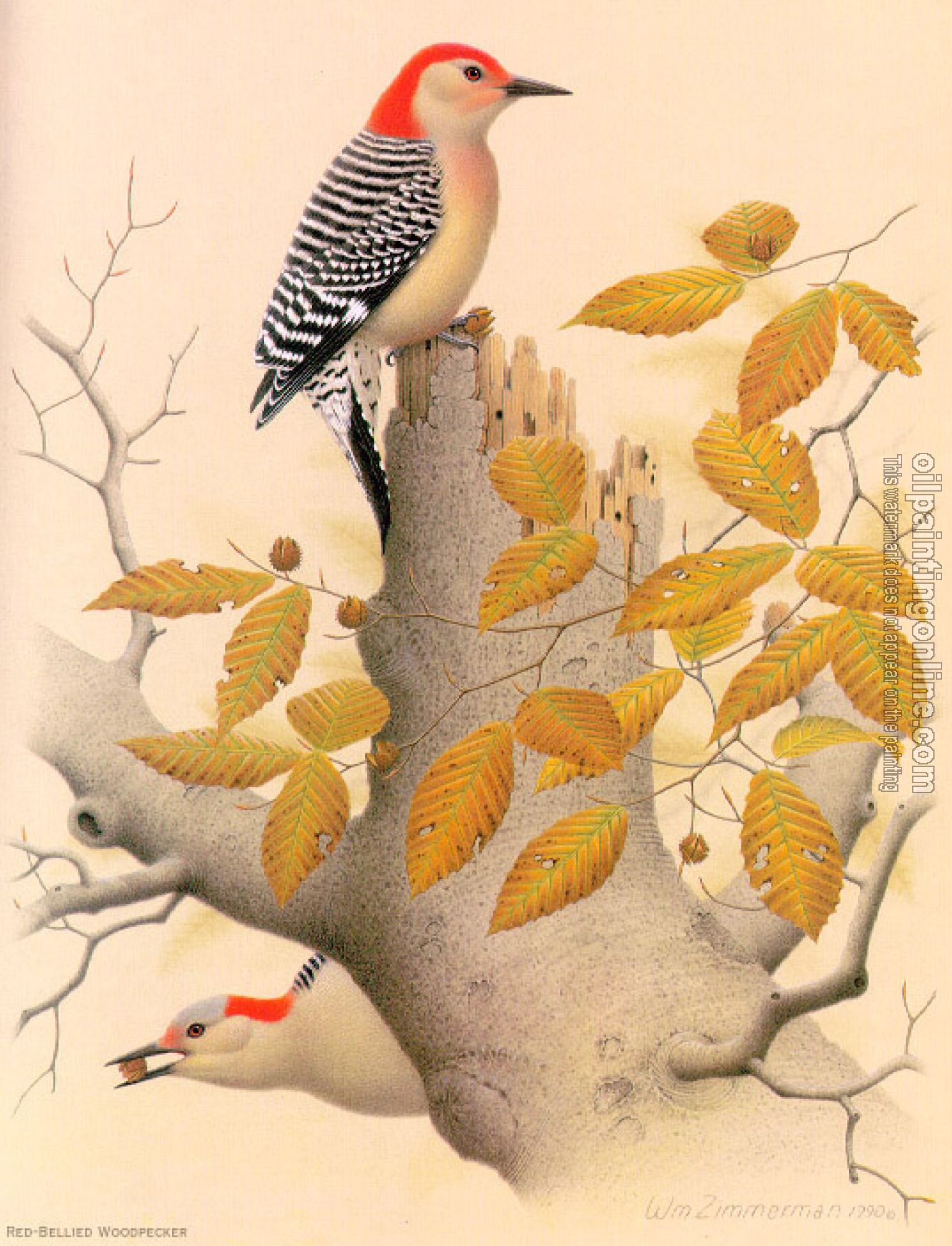 William Zimmerman - Red-bellied Woodpecker